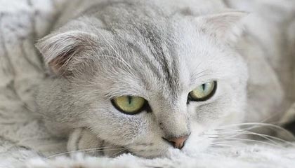 最新的高价医保卡会被法院冻结吗方法分享(高价医保卡会被法院冻结吗知乎教程)